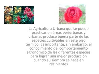 La Agricultura Urbana que se puede
    practicar en áreas periurbanas y
  urbanas produce buena parte de las
    especies cultivables en este piso
térmico. Es importante, sin embargo, el
  conocimiento del comportamiento
 agronómico de las diferentes especies
   para lograr una mejor producción
     cuando su siembra se hace en
               recipientes
 