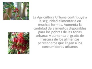 La Agricultura Urbana contribuye a
    la seguridad alimentaria en
   muchas formas. Aumenta la
cantidad de alimentos disponibles
   para los pobres de las zonas
  urbanas y aumenta el grado de
     frescura de los alimentos
   perecederos que llegan a los
       consumidores urbanos
 