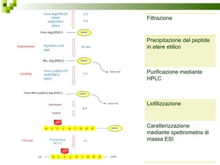 Filtrazione   Precipitazione del peptide in etere etilico Purificazione mediante HPLC  Liofilizzazione  Caratterizzazione mediante spettrometria di massa ESI 