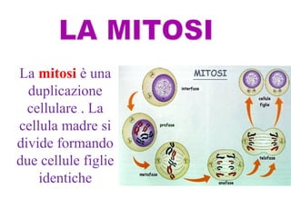 La mitosi è una
duplicazione
cellulare . La
cellula madre si
divide formando
due cellule figlie
identiche
 
