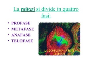 La mitosimitosi si divide in quattro
fasi:
• PROFASE
• METAFASE
• ANAFASE
• TELOFASE
 