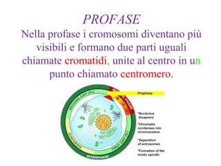 PROFASE
Nella profase i cromosomi diventano più
visibili e formano due parti uguali
chiamate cromatidi, unite al centro in un
punto chiamato centromero.
 