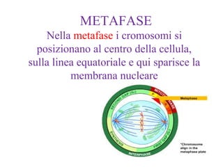 METAFASE
Nella metafase i cromosomi si
posizionano al centro della cellula,
sulla linea equatoriale e qui sparisce la
membrana nucleare
 