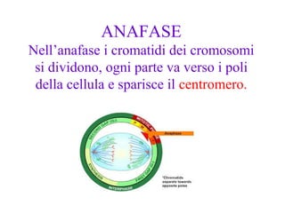 ANAFASE
Nell’anafase i cromatidi dei cromosomi
si dividono, ogni parte va verso i poli
della cellula e sparisce il centromero.
 
