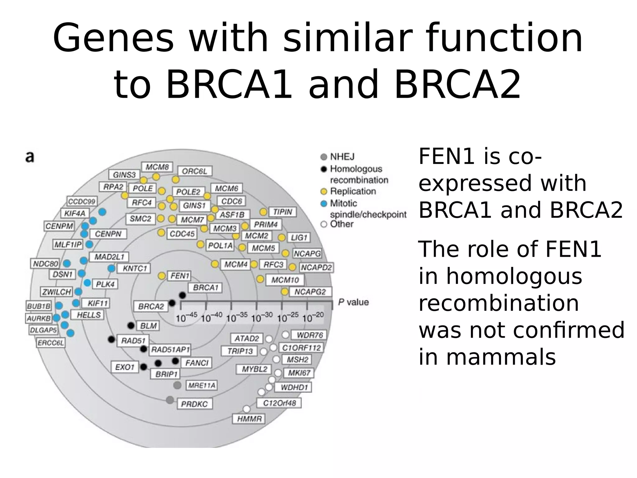 Genes with similar function
to BRCA1 and BRCA2
FEN1 is co-
expressed with
BRCA1 and BRCA2
The role of FEN1
in homologous
recombination
was not confirmed
in mammals
 