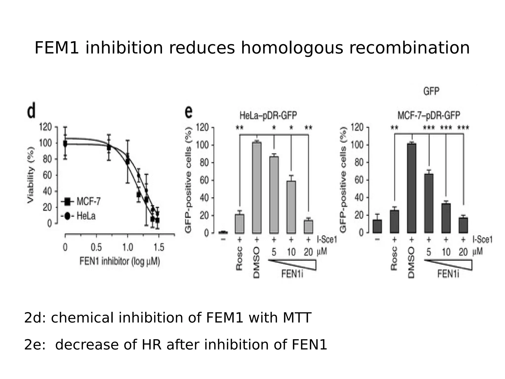 FEM1 inhibition reduces homologous recombination
2d: chemical inhibition of FEM1 with MTT
2e: decrease of HR after inhibition of FEN1
 