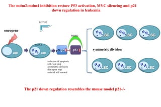 p53 symmetric division
The mdm2-mdm4 inhibition restore P53 activation, MYC silencing and p21
down regulation in leukemia
RG7112
oncogene
MDM2
γH2AX
p21 p21-/-
induction of apoptosis
cell cycle stop
asymmetric divisions
dna repair stop
reduced self renewal
The p21 down regulation resembles the mouse model p21-/-
 