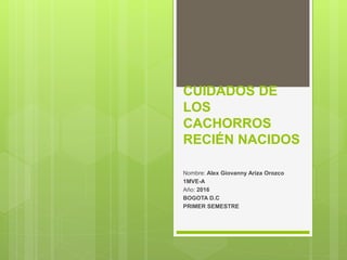 CUIDADOS DE
LOS
CACHORROS
RECIÉN NACIDOS
Nombre: Alex Giovanny Ariza Orozco
1MVE-A
Año: 2016
BOGOTA D.C
PRIMER SEMESTRE
 
