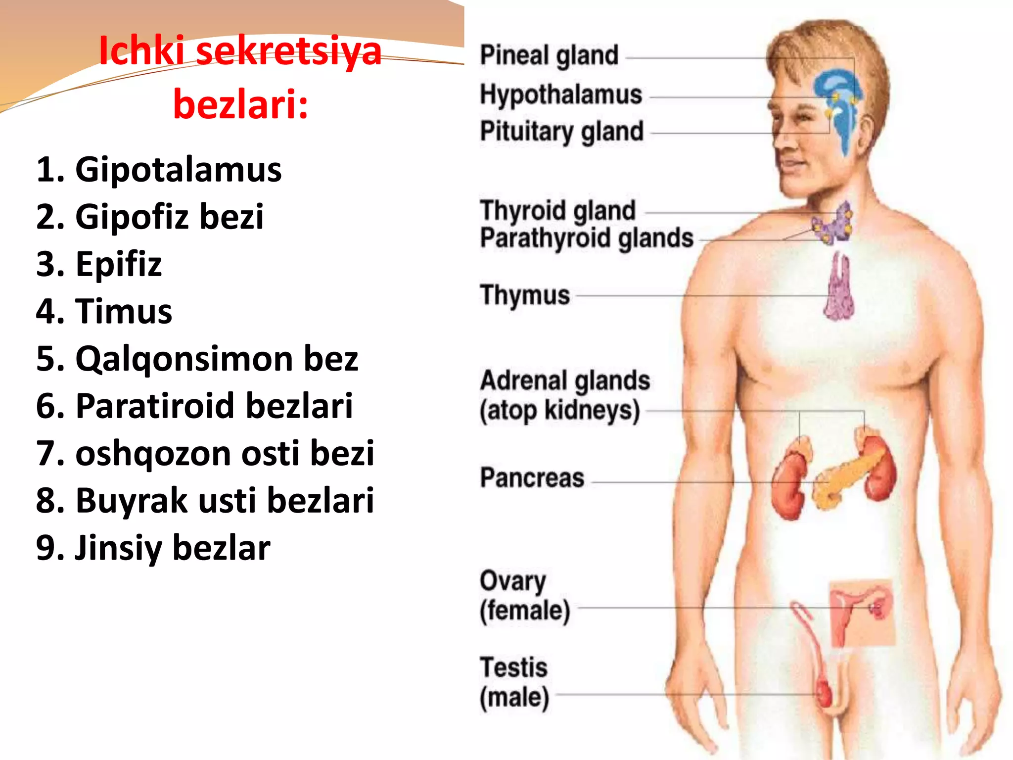 Katta xoroz cums qattiq yuz porno onlayn