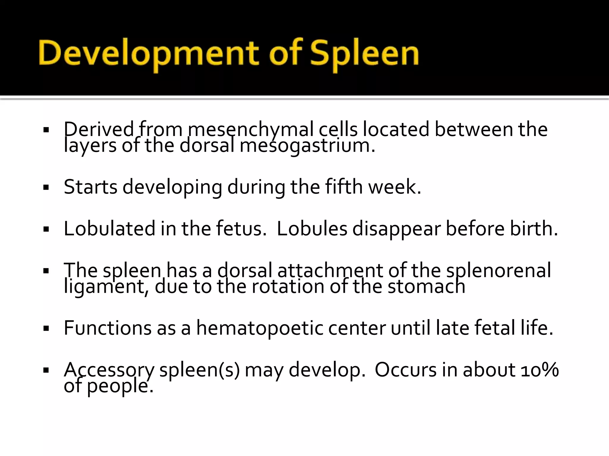  Derived from mesenchymal cells located between the
layers of the dorsal mesogastrium.
 Starts developing during the fifth week.
 Lobulated in the fetus. Lobules disappear before birth.
 The spleen has a dorsal attachment of the splenorenal
ligament, due to the rotation of the stomach
 Functions as a hematopoetic center until late fetal life.
 Accessory spleen(s) may develop. Occurs in about 10%
of people.
 