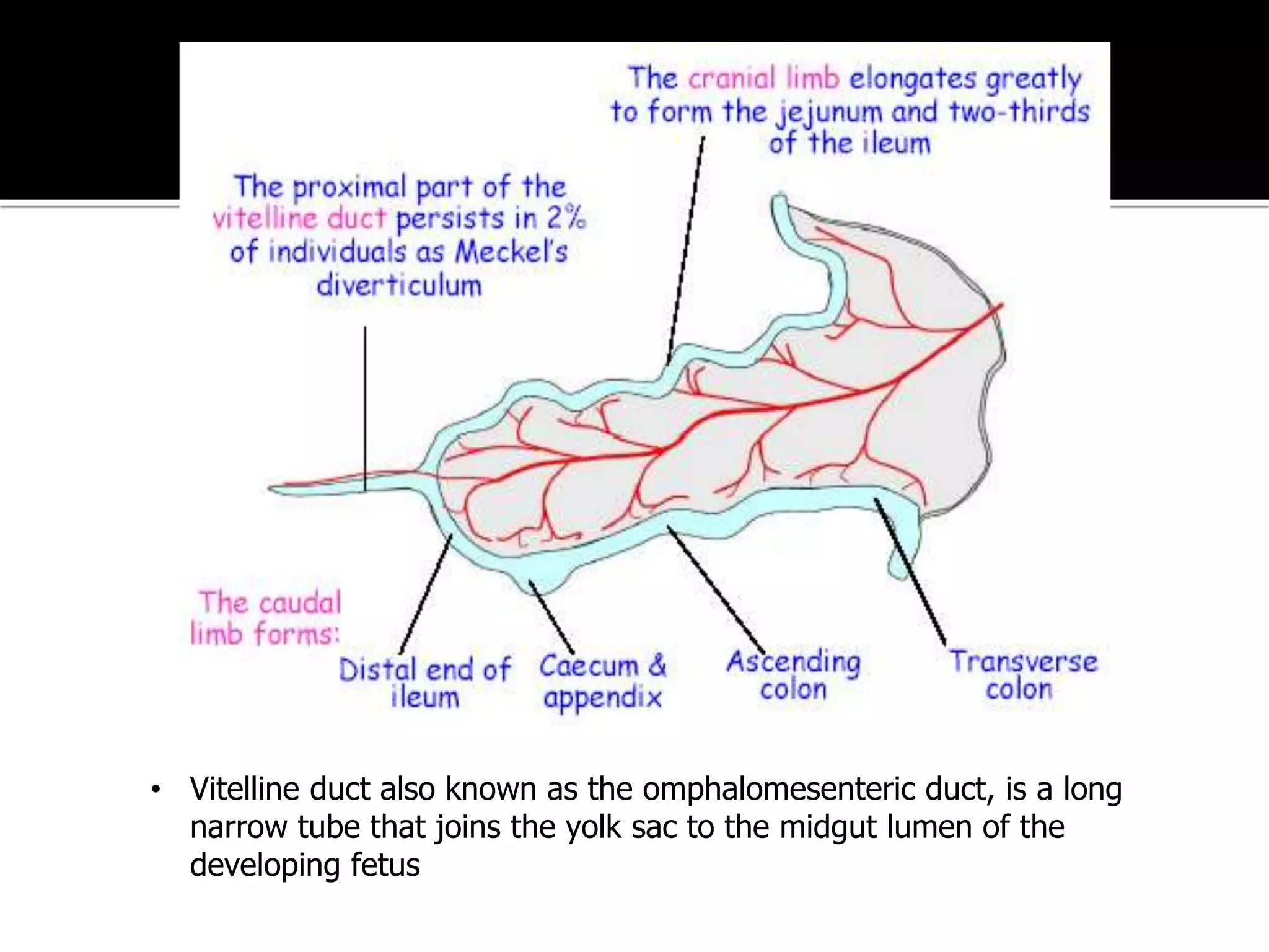 • Vitelline duct also known as the omphalomesenteric duct, is a long
narrow tube that joins the yolk sac to the midgut lumen of the
developing fetus
 