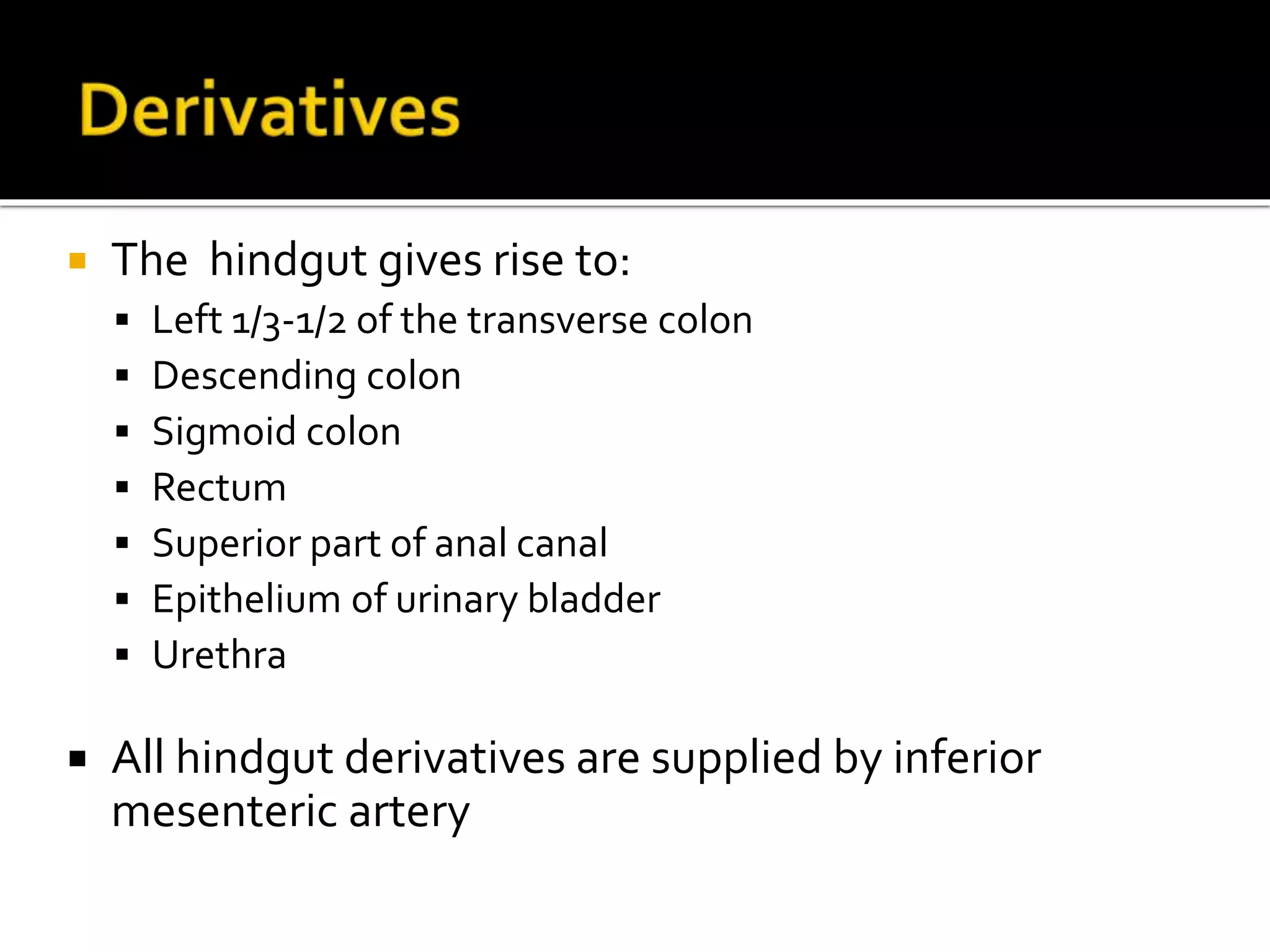  The hindgut gives rise to:
 Left 1/3-1/2 of the transverse colon
 Descending colon
 Sigmoid colon
 Rectum
 Superior part of anal canal
 Epithelium of urinary bladder
 Urethra
 All hindgut derivatives are supplied by inferior
mesenteric artery
 