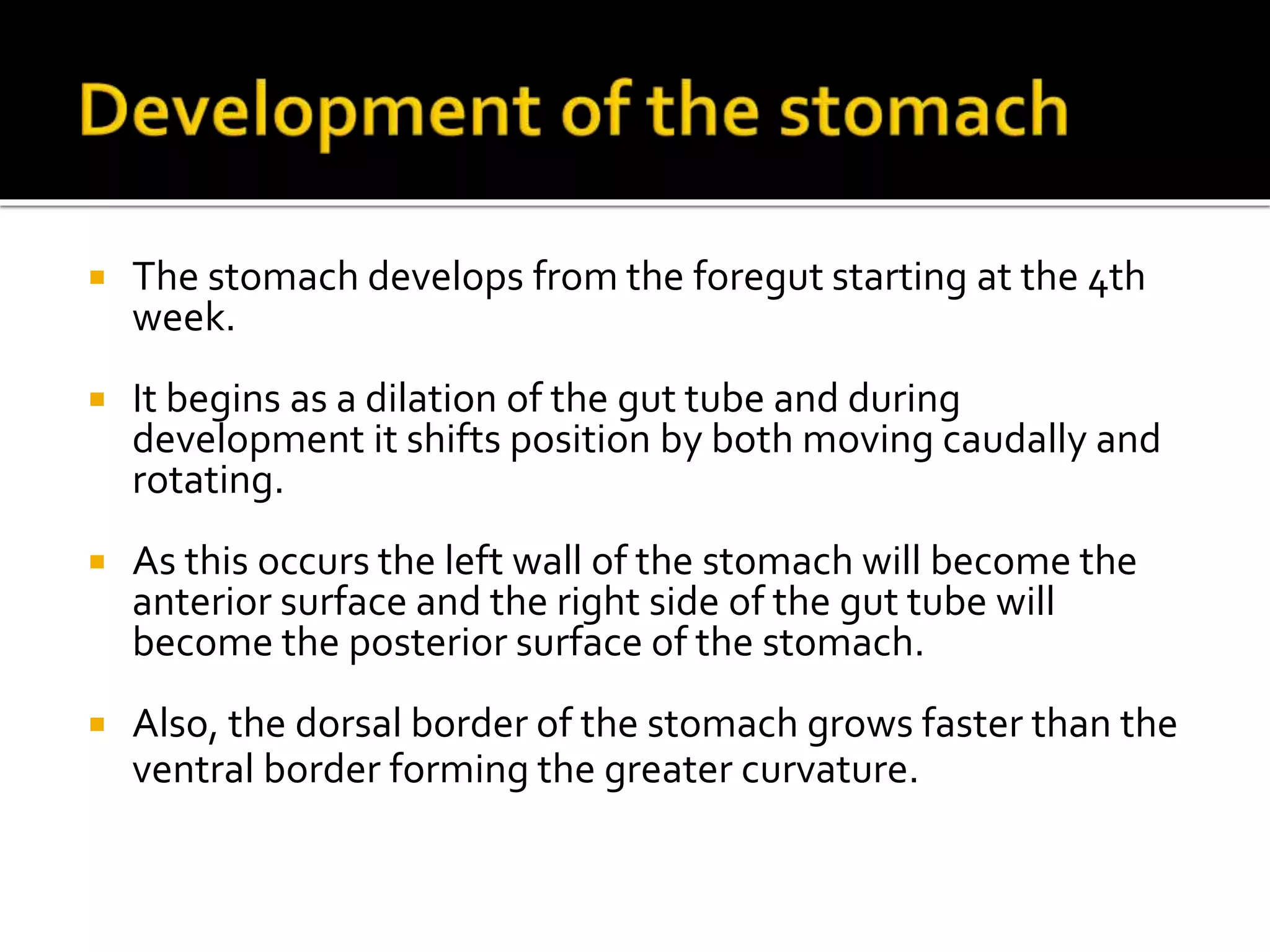  The stomach develops from the foregut starting at the 4th
week.
 It begins as a dilation of the gut tube and during
development it shifts position by both moving caudally and
rotating.
 As this occurs the left wall of the stomach will become the
anterior surface and the right side of the gut tube will
become the posterior surface of the stomach.
 Also, the dorsal border of the stomach grows faster than the
ventral border forming the greater curvature.
 