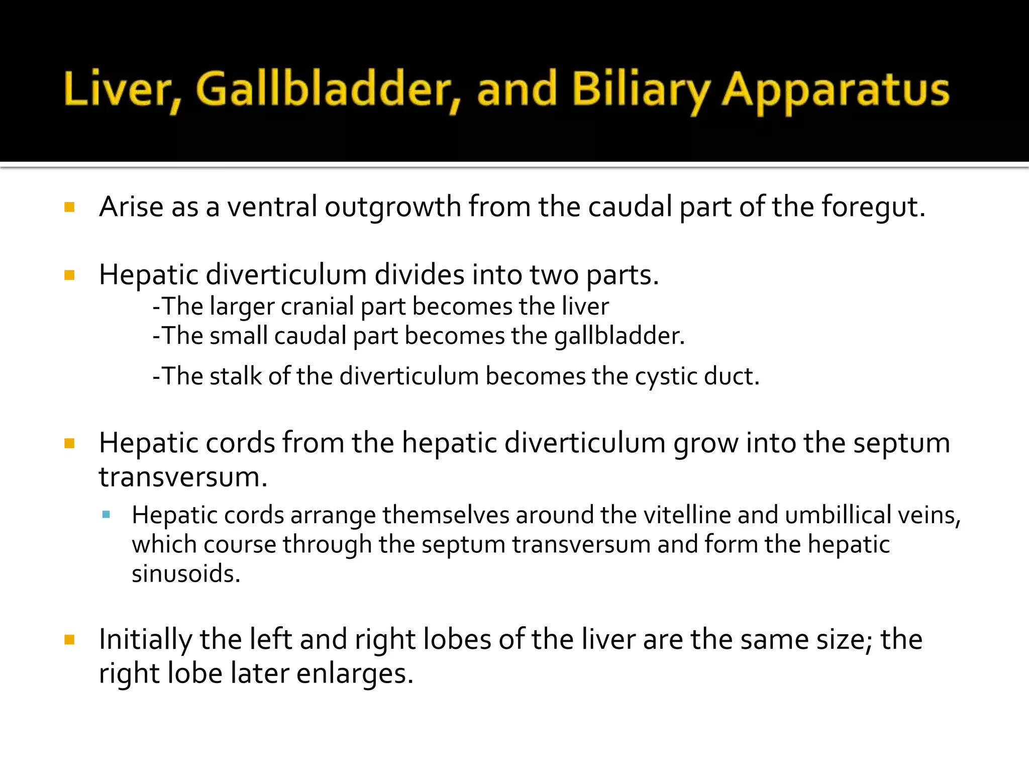  Arise as a ventral outgrowth from the caudal part of the foregut.
 Hepatic diverticulum divides into two parts.
-The larger cranial part becomes the liver
-The small caudal part becomes the gallbladder.
-The stalk of the diverticulum becomes the cystic duct.
 Hepatic cords from the hepatic diverticulum grow into the septum
transversum.
 Hepatic cords arrange themselves around the vitelline and umbillical veins,
which course through the septum transversum and form the hepatic
sinusoids.
 Initially the left and right lobes of the liver are the same size; the
right lobe later enlarges.
 