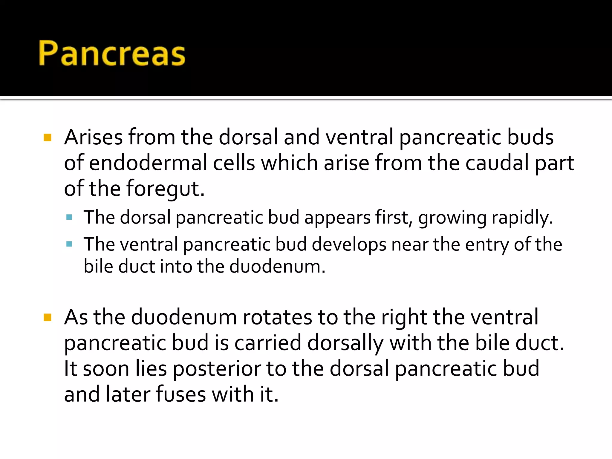  Arises from the dorsal and ventral pancreatic buds
of endodermal cells which arise from the caudal part
of the foregut.
 The dorsal pancreatic bud appears first, growing rapidly.
 The ventral pancreatic bud develops near the entry of the
bile duct into the duodenum.
 As the duodenum rotates to the right the ventral
pancreatic bud is carried dorsally with the bile duct.
It soon lies posterior to the dorsal pancreatic bud
and later fuses with it.
 