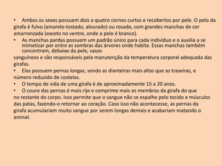 • Ambos os sexos possuem dois a quatro cornos curtos e recobertos por pele. O pelo da
girafa é fulvo (amarelo-tostado, alourado) ou rosado, com grandes manchas de cor
amarronzada (exceto no ventre, onde o pelo é branco).
• As manchas pardas possuem um padrão único para cada indivíduo e o auxilia a se
mimetizar por entre as sombras das árvores onde habita. Essas manchas também
concentram, debaixo da pele, vasos
sanguíneos e são responsáveis pela manutenção da temperatura corporal adequada das
girafas.
• Elas possuem pernas longas, sendo as dianteiras mais altas que as traseiras, e
número reduzido de costelas.
• O tempo de vida de uma girafa é de aproximadamente 15 a 20 anos.
• O couro das pernas é mais rijo e comprime mais os membros da girafa do que
no restante do corpo. Isso permite que o sangue não se espalhe pelo tecido e músculos
das patas, fazendo-o retornar ao coração. Caso isso não acontecesse, as pernas da
girafa acumulariam muito sangue por serem longas demais e acabariam matando o
animal.
 