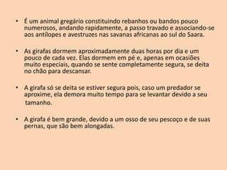 • É um animal gregário constituindo rebanhos ou bandos pouco
numerosos, andando rapidamente, a passo travado e associando-se
aos antílopes e avestruzes nas savanas africanas ao sul do Saara.
• As girafas dormem aproximadamente duas horas por dia e um
pouco de cada vez. Elas dormem em pé e, apenas em ocasiões
muito especiais, quando se sente completamente segura, se deita
no chão para descansar.
• A girafa só se deita se estiver segura pois, caso um predador se
aproxime, ela demora muito tempo para se levantar devido a seu
tamanho.
• A girafa é bem grande, devido a um osso de seu pescoço e de suas
pernas, que são bem alongadas.
 