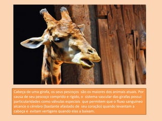Cabeça de uma girafa, os seus pescoços são os maiores dos animais atuais. Por
causa de seu pescoço comprido e rígido, o sistema vascular das girafas possui
particularidades como válvulas especiais que permitem que o fluxo sanguíneo
alcance o cérebro (bastante afastado de seu coração) quando levantam a
cabeça e evitam vertigens quando elas a baixam.
 