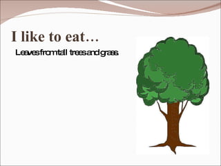 I like to eat… Leaves from tall trees and grass. 