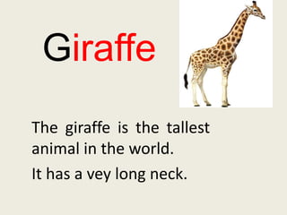 Giraffe The giraffe is the tallest animal in the world. It has a vey long neck. 