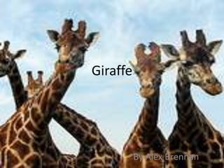 Giraffe By Alex Brennan 