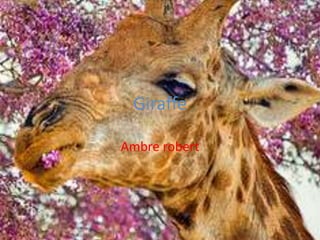 Giraffe Ambrerobert 