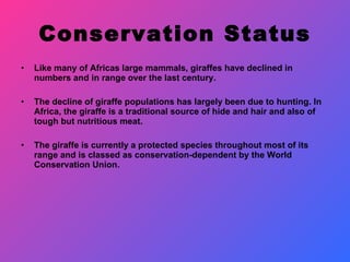 Conservation Status Like many of Africas large mammals, giraffes have declined in numbers and in range over the last century.  The decline of giraffe populations has largely been due to hunting. In Africa, the giraffe is a traditional source of hide and hair and also of tough but nutritious meat.  The giraffe is currently a protected species throughout most of its range and is classed as conservation-dependent by the World Conservation Union. 