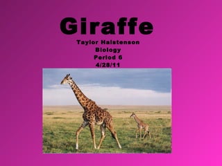Giraffe Taylor Halstenson Biology Period 6 4/28/11 