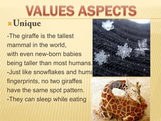 
-The giraffe is the tallest
mammal in the world,
with even new-born babies
being taller than most humans.
-Just like snowflakes and human
fingerprints, no two giraffes
have the same spot pattern.
-They can sleep while eating
 