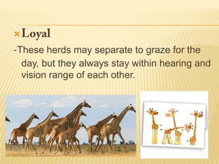 
These herds may separate to graze for the
day, but they always stay within hearing and
vision range of each other.
 