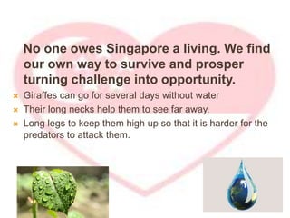 No one owes Singapore a living. We find
our own way to survive and prosper
turning challenge into opportunity.
 Giraffes can go for several days without water
 Their long necks help them to see far away.
 Long legs to keep them high up so that it is harder for the
predators to attack them.
 