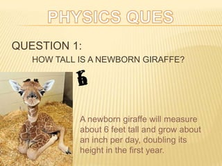 QUESTION 1:
HOW TALL IS A NEWBORN GIRAFFE?
A newborn giraffe will measure
about 6 feet tall and grow about
an inch per day, doubling its
height in the first year.
 