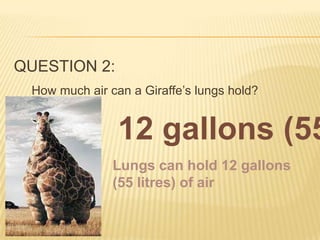 QUESTION 2:
How much air can a Giraffe’s lungs hold?
12 gallons (55
Lungs can hold 12 gallons
(55 litres) of air
 
