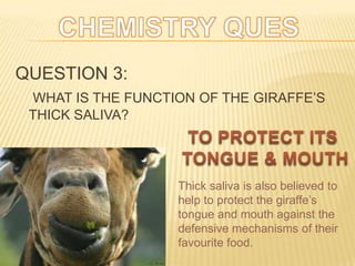 QUESTION 3:
WHAT IS THE FUNCTION OF THE GIRAFFE’S
THICK SALIVA?
Thick saliva is also believed to
help to protect the giraffe’s
tongue and mouth against the
defensive mechanisms of their
favourite food.
 