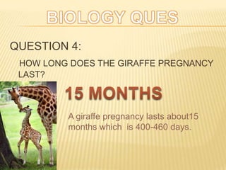 QUESTION 4:
HOW LONG DOES THE GIRAFFE PREGNANCY
LAST?
A giraffe pregnancy lasts about15
months which is 400-460 days.
 