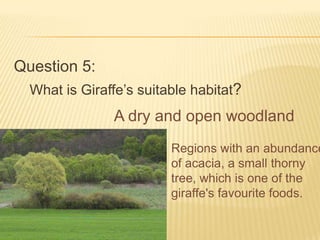 Question 5:
What is Giraffe’s suitable habitat?
A dry and open woodland
Regions with an abundance
of acacia, a small thorny
tree, which is one of the
giraffe's favourite foods.
 