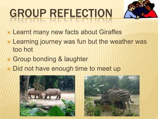 GROUP REFLECTION
 Learnt many new facts about Giraffes
 Learning journey was fun but the weather was
too hot
 Group bonding & laughter
 Did not have enough time to meet up
 