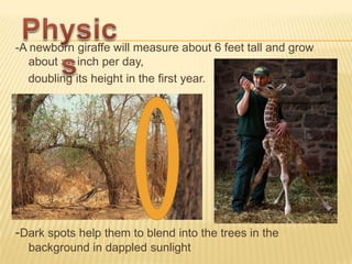 -A newborn giraffe will measure about 6 feet tall and grow
about an inch per day,
doubling its height in the first year.
-Dark spots help them to blend into the trees in the
background in dappled sunlight
 