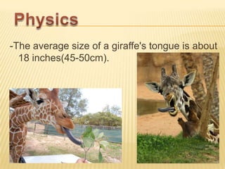 -The average size of a giraffe's tongue is about
18 inches(45-50cm).
 