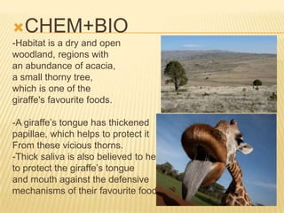 CHEM+BIO
-Habitat is a dry and open
woodland, regions with
an abundance of acacia,
a small thorny tree,
which is one of the
giraffe's favourite foods.
-A giraffe’s tongue has thickened
papillae, which helps to protect it
From these vicious thorns.
-Thick saliva is also believed to help
to protect the giraffe’s tongue
and mouth against the defensive
mechanisms of their favourite food.
 