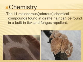 Chemistry
-The 11 malodorous(odorous) chemical
compounds found in giraffe hair can be found
in a built-in tick and fungus repellent.
 