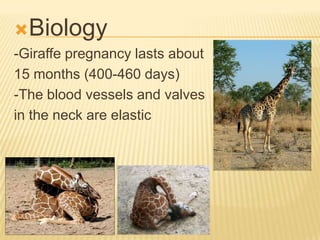 Biology
-Giraffe pregnancy lasts about
15 months (400-460 days)
-The blood vessels and valves
in the neck are elastic
 