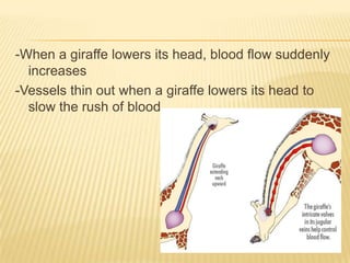 -When a giraffe lowers its head, blood flow suddenly
increases
-Vessels thin out when a giraffe lowers its head to
slow the rush of blood
 