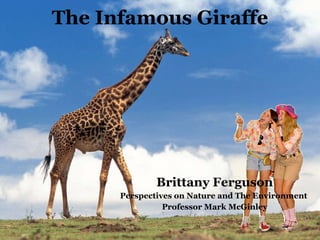 The Infamous Giraffe ,[object Object],[object Object],[object Object]