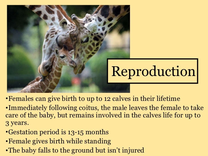 Giraffe brittany ferguson