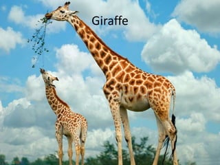 Giraffe
 