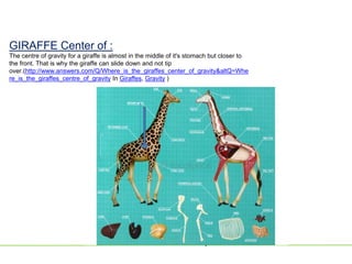 Group : F
GIRAFFE Center of :
The centre of gravity for a giraffe is almost in the middle of it's stomach but closer to
th...