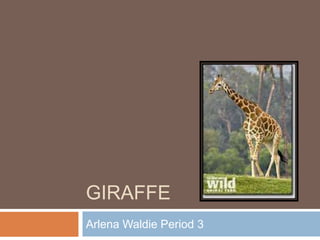 GIRAFFE
Arlena Waldie Period 3
 