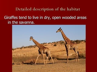 Detailed description of the habitat   Giraffes tend to live in dry, open wooded areas in the savanna. 
