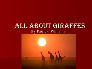 All About Giraffes By Patrick  Williams 